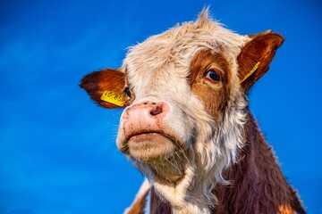 Porträt eines jungen Rinds auf einer Weide im Schwarzwald
