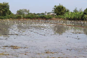 White egrets foraging for eating in rice field closeup.