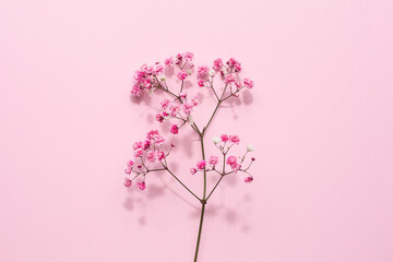 Elegant floral soft pink composition. Beautiful flowers on pastel pink background.