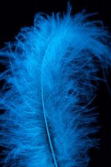 Macro shot of white feather, hairgrip in blue light on black background