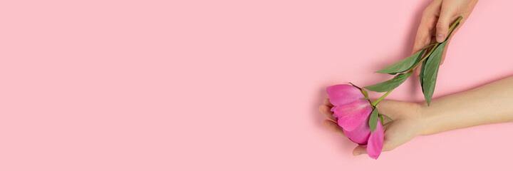 Hands hold peony flower on a pink pastel background. Header with copy space. Mother's day concept.