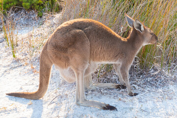 Naklejka na ściany i meble Kangaroo at the famous Lucky Bay in the Cape Le Grand Nationalpark east of Esperance in Western Australia