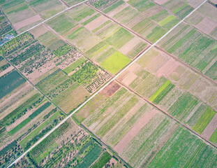 Fototapeta premium Very nice vegetable plantation on tidal fields in Thai Binh province, Vietnam