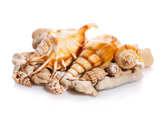 Some shells from the ocean isolated on white background.