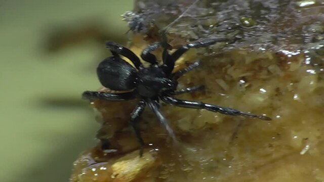 Gnaphosidae Images Browse 244 Stock Photos, Vectors, and Video