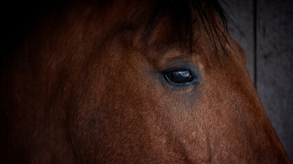 Pferd Close up