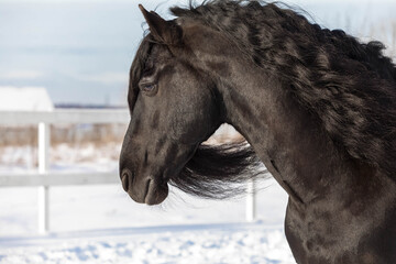 A large adult frieze stallion in winter on the farm. portrait of a horse
