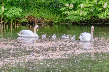 Familie Schwan