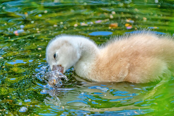 Junger Schwan