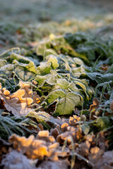 Plant on a frosty day. 
Winter macro picture. frosty winter, sunny day.