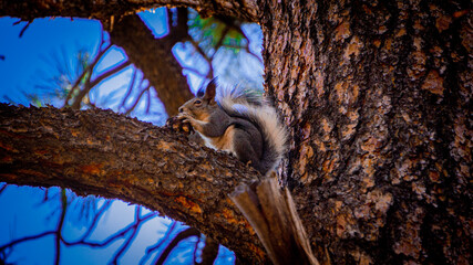 squirrel in a tree
