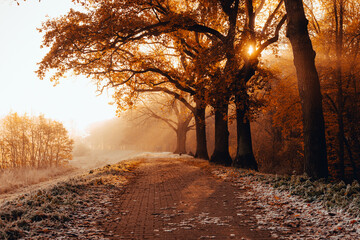Sunrise or sunset, a beautiful alley in the park.