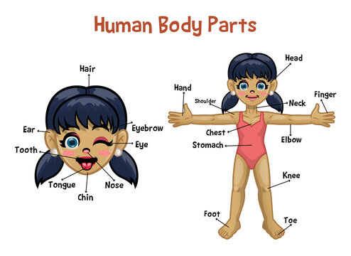 human body parts name with picture for kids