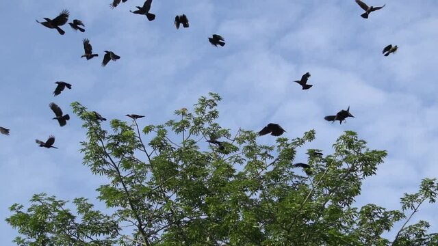 Slow motion crows is fly at green tree.