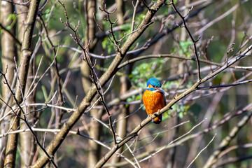 Eisvogel