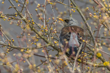 Wacholderdrossel (Turdus pilaris)