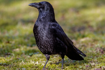 Rabenkrähe (Corvus corone)