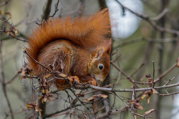 Eichhörnchen (Sciurus vulgaris)