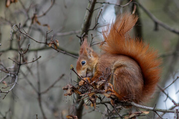 Eichhörnchen (Sciurus vulgaris)