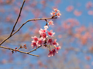 Phaya Sua Krong at Phu Lom Lo, Phu Hin Rong Kla National Park, Phitsanulok, Thailand. Sakura pink flower.