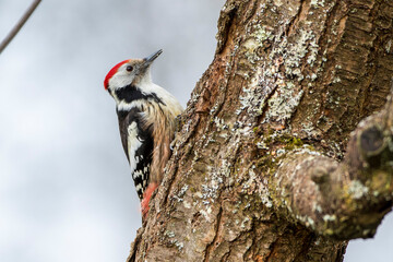 Mittelspecht (Leiopicus medius)