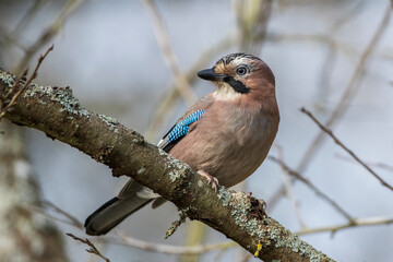 Eichelhäher (Garrulus glandarius)