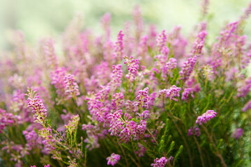 Blooming colorful heather in the meadow. Autumn honey flowering plant. Soft focus