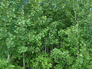 Fototapeta na wymiar Young birch forest. Green leaves.