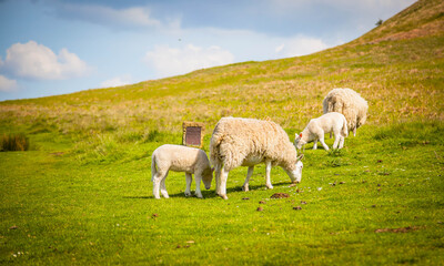 Sheep on a green pasture in North York Moors National Park,  Yorkshire,  United Kingdom