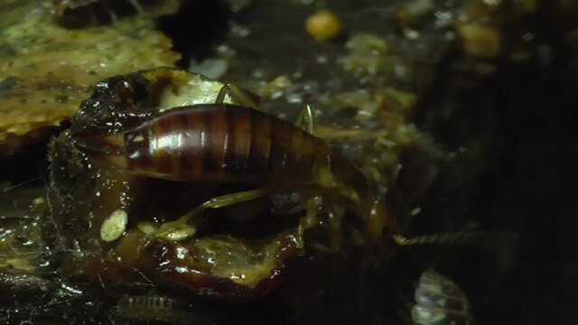 Ohrwurm ( (Dermaptera)  am Waldboden
