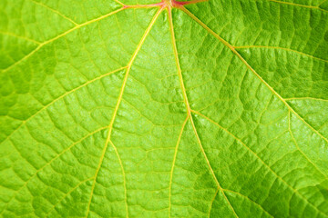 Photo of close up green vine leaf texture