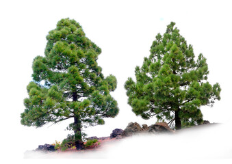 Kanarische Kiefer (Pinus canariensis) auch Kanaren-Kiefer, zwei Bäume freigestellt, vor hellem Hintergrund