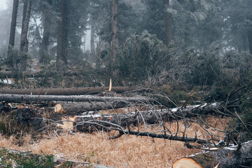 Umgestürzte Bäume im Harz Wald