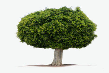 Birkenfeige (ficus benjamina) alter Baum vor hellem Hintergrund, freigestellt, Kanaren, Spanien, Europa