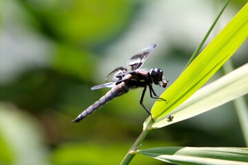 dragonfly on a leaf