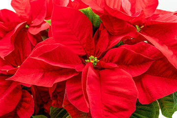 Close up view on a poinsettia plant.