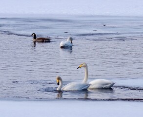 swan lake in the North of Sweden