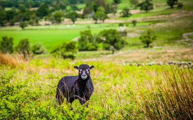 Sheep in the green pastures of the Lake district,  Cumbria,  United Kingdom