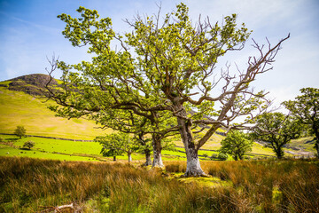 Old trees in the Hills around the small town of Keswick at Derwentwater,  Lake district,  