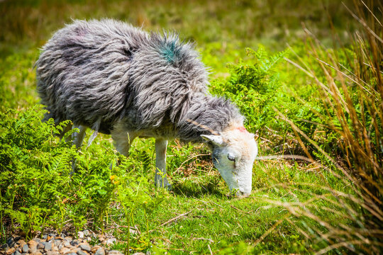 Sheep in the green pastures of the Lake district,  Cumbria,  United Kingdom