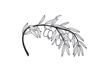 branch with olives and leaves. JPG