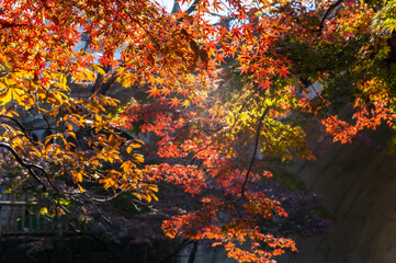 Obraz na płótnie Canvas 東京都北区王子にある公園の紅葉の景色