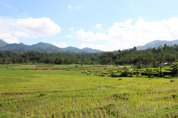 Obraz premium beautiful rice field landscape with blue sky, indonesia plantation, green fresh farming nature photo background wallpaper