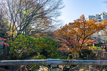 東京都北区王子にある公園の紅葉の景色