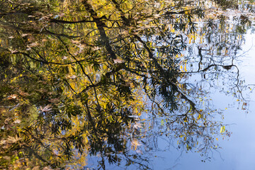green leaves reflection on the water