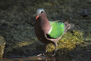 There is hair on the back, fresh green. Straight near the base of the tail, two white stripes across The characteristics of males and females are different. The male has a white forehead and eyebrows.