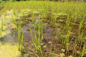 rice field with freshness plant, nature background texture image