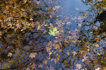 autumn leaves on the river