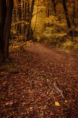 Autumn forest colors