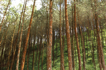 pine forest, nature landscape background photos